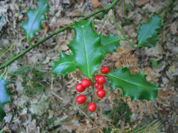 Ilex aquifolium